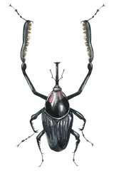 beautiful drawing of a black beetle. watercolor illustration for design, packaging, product, textile, website, tattoo, print, poster.