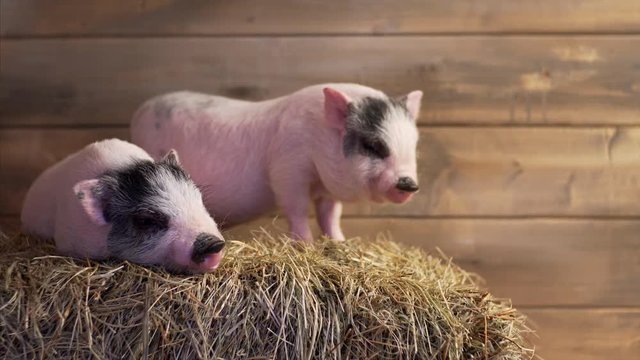 Portrait of two pink and grey piglets. One piggy is sleeping on straw
