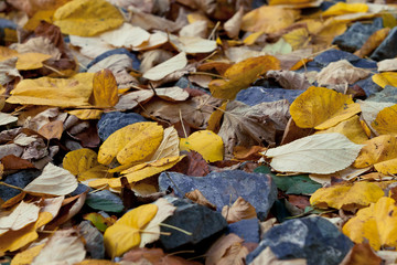 Autumn 
