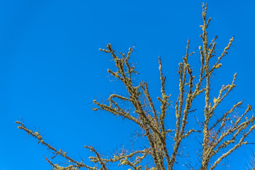 Detailed view of the branches at the top trees, blue sky as background