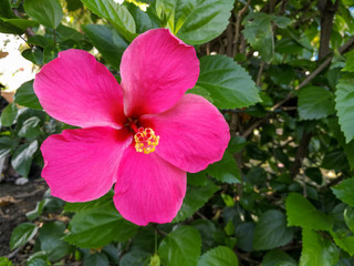 A single large red hibiscus flower 