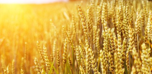 golden spikelets of wheat or rye, close up in sunny day.