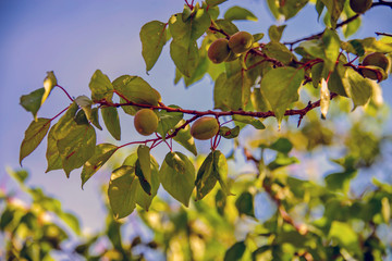 Абрикос зелёный