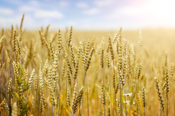 Fototapeta premium full of ripe grains, golden ears of wheat or rye close up on a blue sky background.