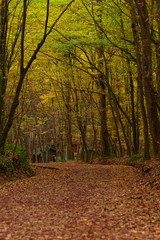 Obraz premium autumn in the Belgrad Forest