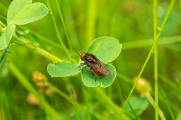 Red Fly on the green leaf