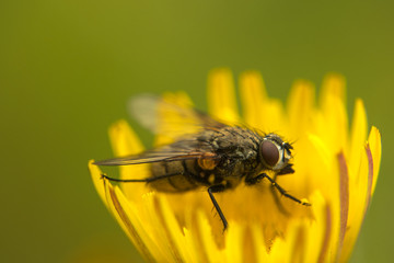 Fly on yellow flower in macro