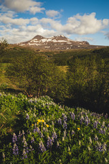 Fototapeta premium summer countryside in iceland with lupine flowers on a sunny day ready for a run or a hike 