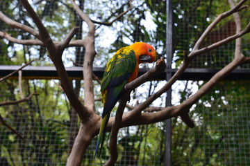 Posing Parrot