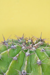 Close Up of a Spiky Cactus Cacti or Succulent on a Yellow Background