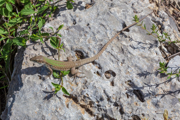 Lizard on a stone  at the Path of the god  called Sentiero Degli Dei at Amalfi Coast. Italy