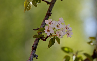 A pear tree blossoming with a lot of light pink flowers in backlight