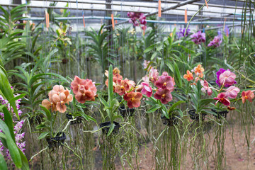 colorful orchids blooming in basket at orchid farm, Thailand
