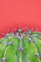 Abstract Close Up of a Spiky Cactus Cacti or Succulent on a Pink Background