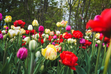 tulips