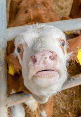 suffering calf