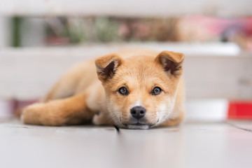 子犬