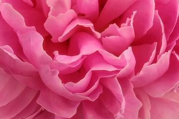 Pink peony blooms closeup