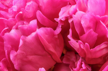 Pink peony blooms closeup