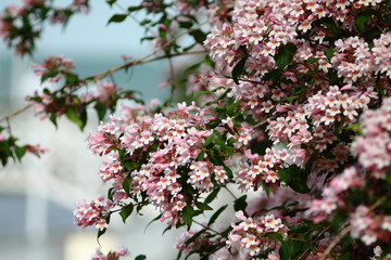 Graceful arching branches of beauty bush ( kolkwitzia amabilis), light pink late spring blossom. Selected focus.