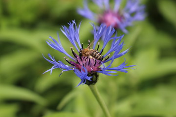 Blue  flowers bloom in the meadow