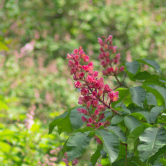 Medicinal plants. Red horse chestnut in spring during flowering. Inflorescence and foliage.
