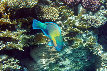 Naklejka na ściany i meble Chlorurus sordidus, Daisy parrotfish
