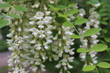 Acacia blossomed with white fragrant clusters of flowers