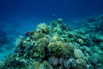 Naklejka na ściany i meble Red Sea reef