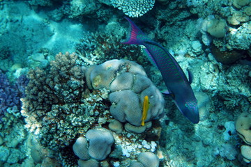 Fish in the Red Sea