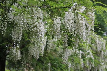 Fototapeta premium Acacia blossomed with white fragrant clusters of flowers