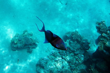 Fototapeta na wymiar Pseudobalistes fuscus, Blue-and-gold triggerfish