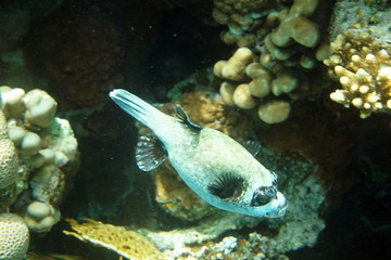 Arothron diadematus, Masked puffer © BSG_1974