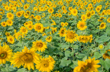 Fototapeta na wymiar sunflower close up