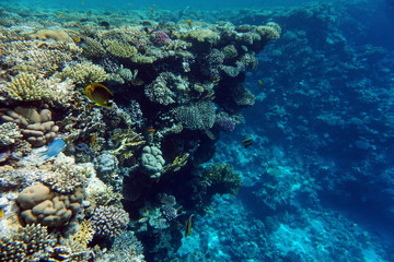 Naklejka na ściany i meble Red Sea reef