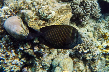 Zebrasoma desjardinii, Desjardin's sailfin tang