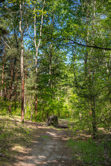 A forest path in a May