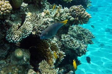 Naklejka na ściany i meble Scarus ferrugineus, Rusty parrotfish