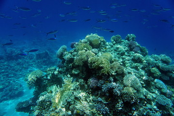Fototapeta na wymiar Red Sea reef