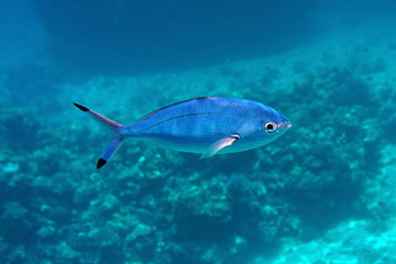 Fototapeta na wymiar Fish in the Red Sea