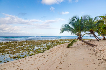 Palm trees on a Caribbean beach, during early morning and at low tide