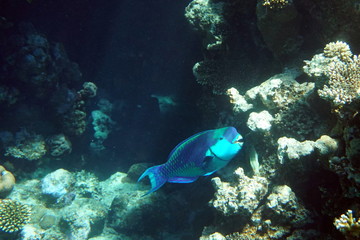 Naklejka na ściany i meble Chlorurus gibbus, Heavybeak parrotfish