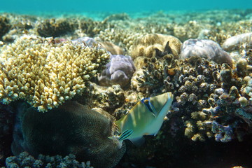 Rhinecanthus assasi, Picasso triggerfish