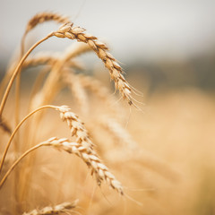 golden ears of wheat or rye, close up with drops of dew.