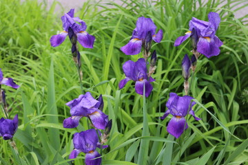  Lilac iris blooms in a bed in the spring