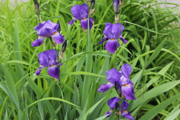  Lilac iris blooms in a bed in the spring