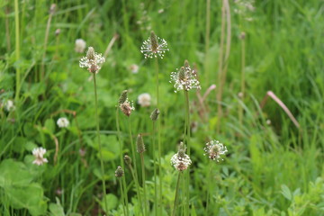 White flowers bloom in the meadow