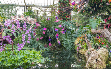 Orchids in the garden