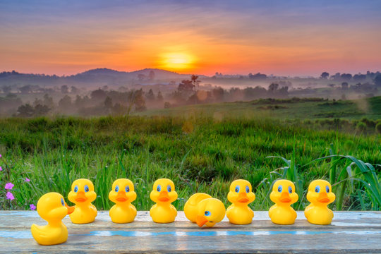Plastic yellow duck toy  in a  formation during beautiful sunrise.