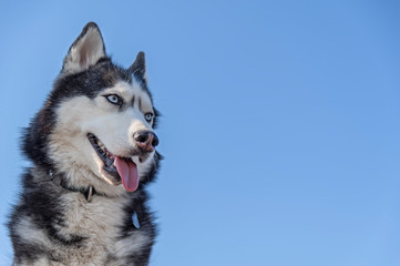 Husky Dog Isolated on blue colored background.